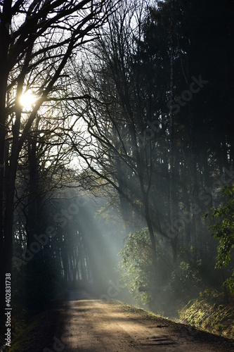 morning in the forest