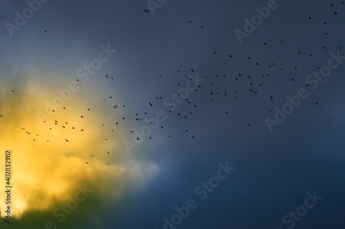 Stado lecących ptaków na tle zachmurzonego nieba i przebijającego się słońca
