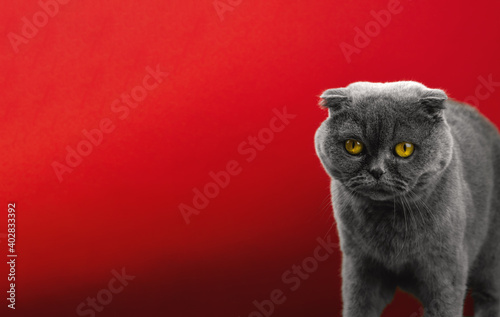 Scared blue scottish fold cat on a red isolated background, copy space studio photo of animal