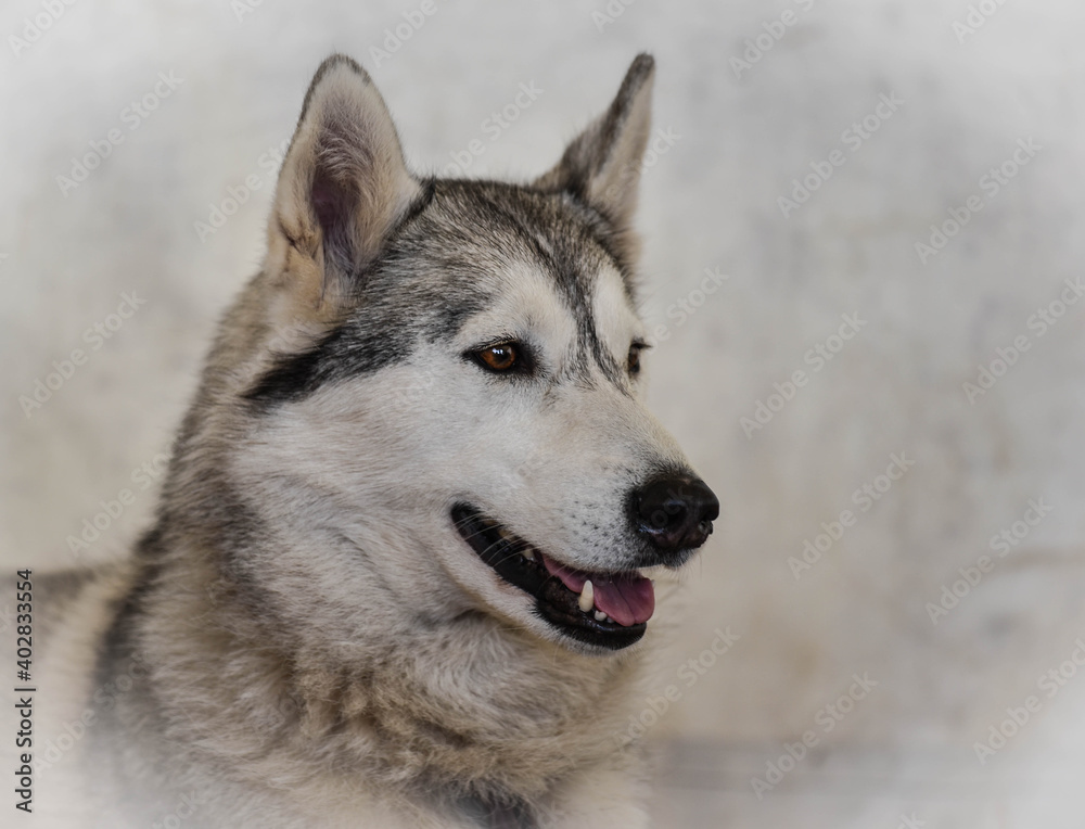 Portrait of a husky dog against a grey background with copy space