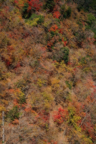 行者環林道の紅葉（奈良県吉野郡上北山 国道309号線（旧 行者還林道））