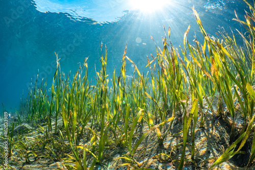 Photos Sea grass in the shallows with rays of sunshine piercing the water