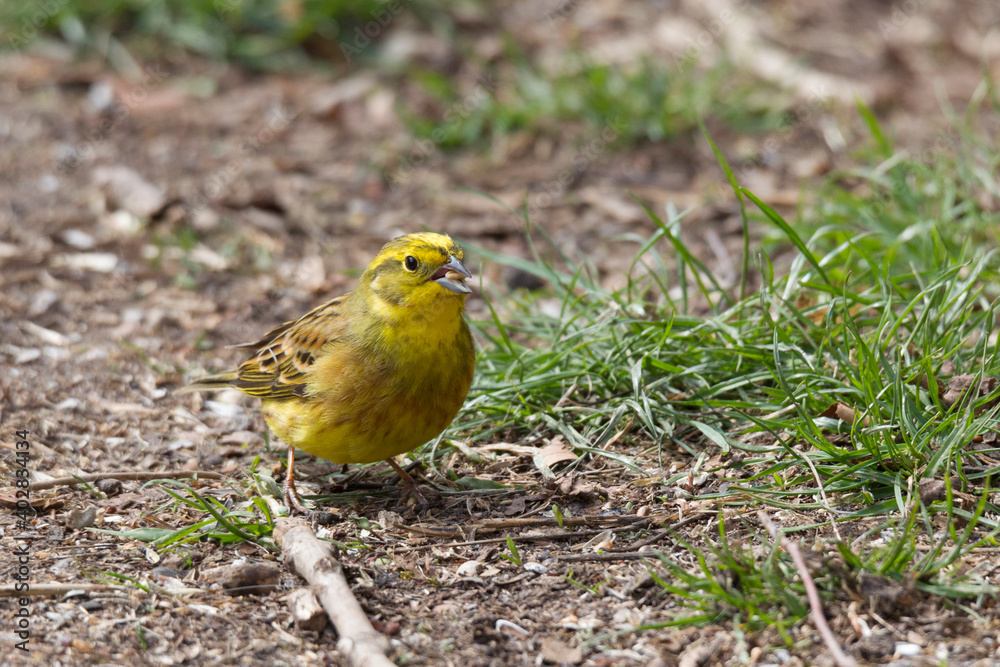 Yellowhammer looks for food on the forest floor