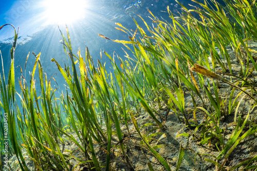 Sea grass in the shallows with rays of sunshine piercing the water photo
