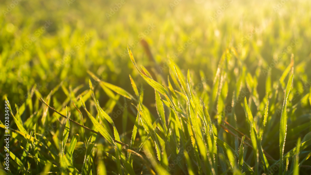 green grass with sun rays