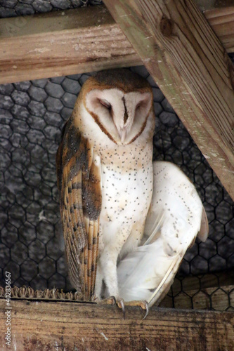 Owl