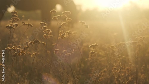 Grass in the meadow in the sunset sun and the silhouette of a horse in the background.