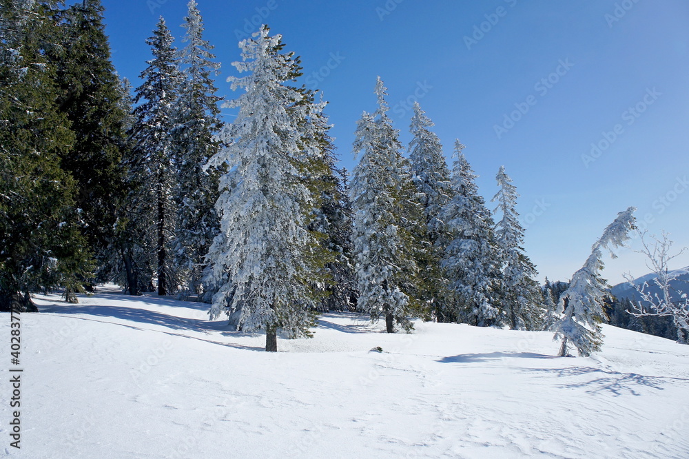 snow-covered spruces on the snowy slope of the Carpathian Mountains in Ukraine
