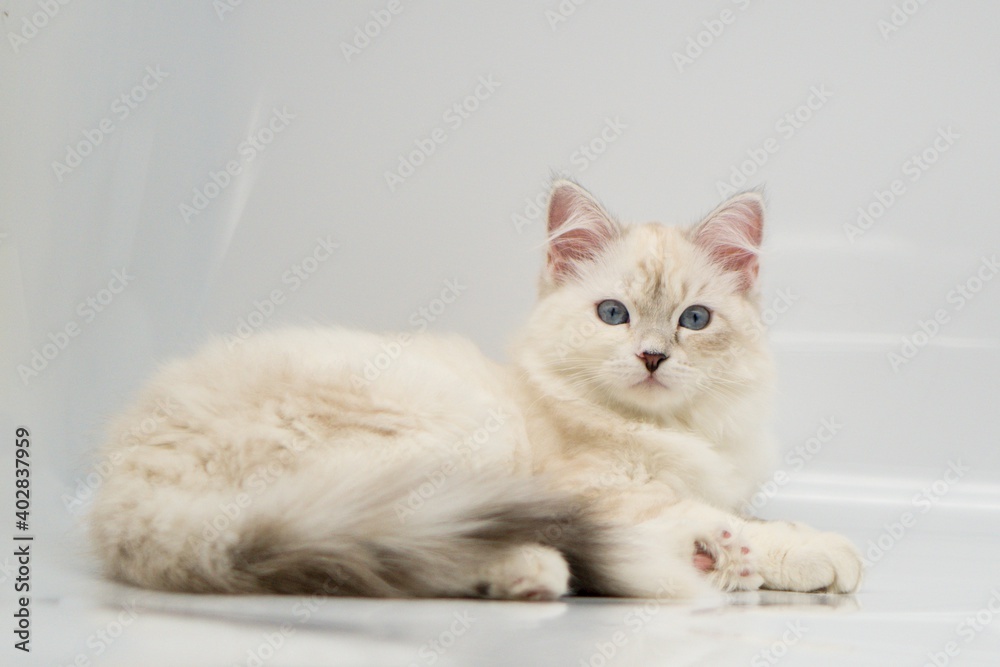 Obraz premium Neva Masquerade on white backgrounds