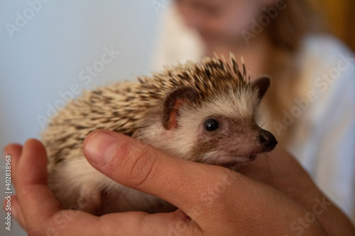 toothy hedgehog in human palms