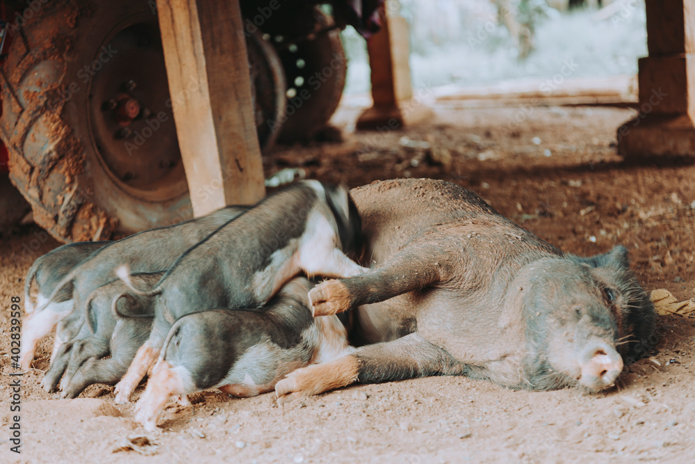 Fototapeta premium Piglets