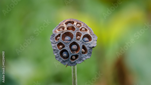 lotus seed pods of varying degrees of maturity
