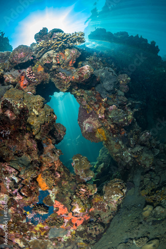 Fototapeta Naklejka Na Ścianę i Meble -  Stunning large hard corals on coral reef in Papua New Guinea