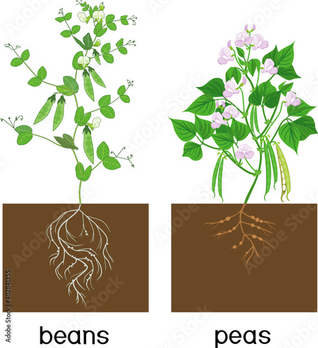 Bean and pea plants with root system, green leaves and pods isolated on white background