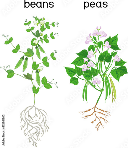 Bean and pea plants with root system, green leaves and pods isolated on white background
