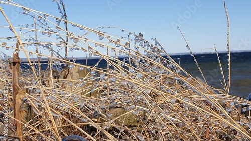 ice covered reeds on the beach