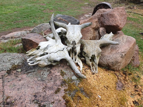 skulls in the woods