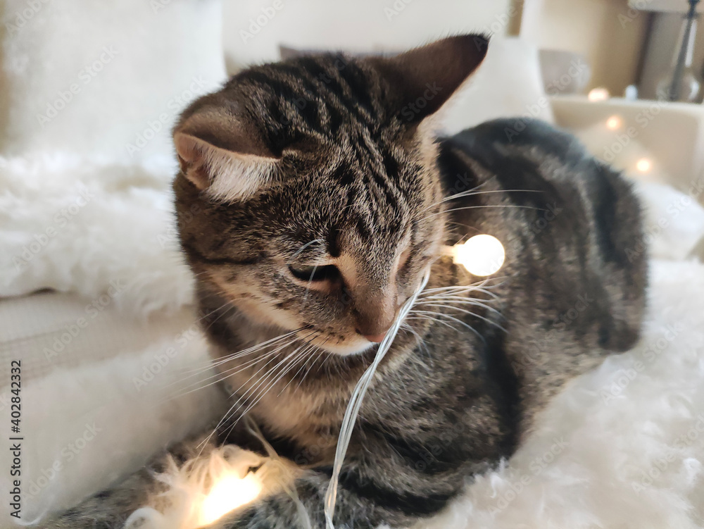 Cute tabby cat lying on the bed in the garland lights close up