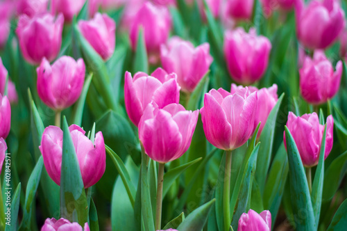 beautiful pink tulips blooming in the winter.