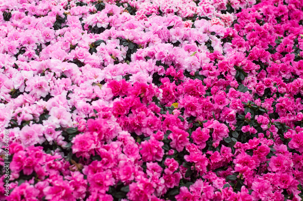 Pink azalea in full bloom Pink azalea in full bloom