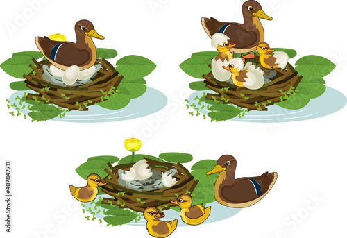 Nest of wild duck (mallard) with chicks and eggs isolated on white background. Stages of incubation of eggs from laying eggs to the exit of chicks from the nest