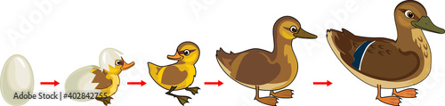 Life cycle of bird. Stages of development of duck from egg to duckling and adult bird isolated on white background