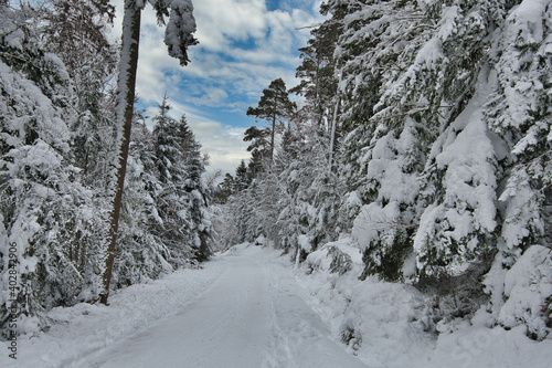 Winterwald bei Labaroche in den Vogesen