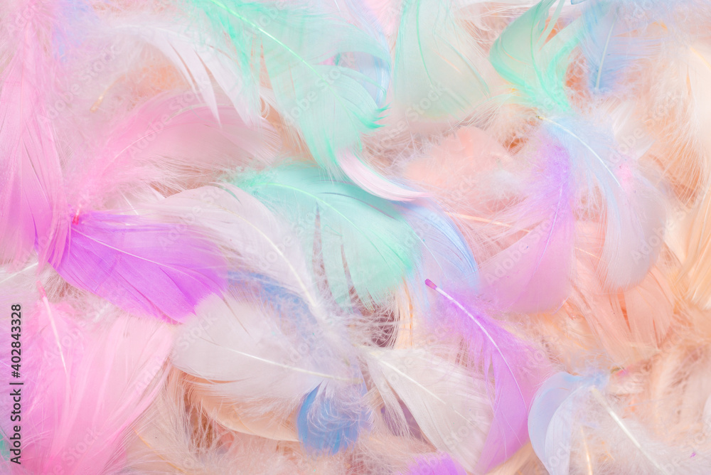 Colorful feather background, top view.