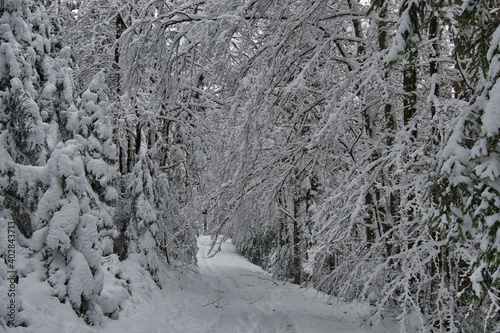 Winterwald bei Labaroche in den Vogesen