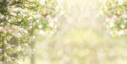 Abstract spring background of blossoming tree. Spring flowers defocus. Copy space.