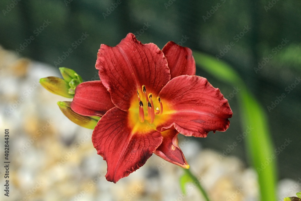 Obraz premium Macro photo of daylily - Hemerocallis 'Pardon Me'