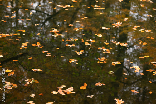 autumn leaves fallen over the lake
