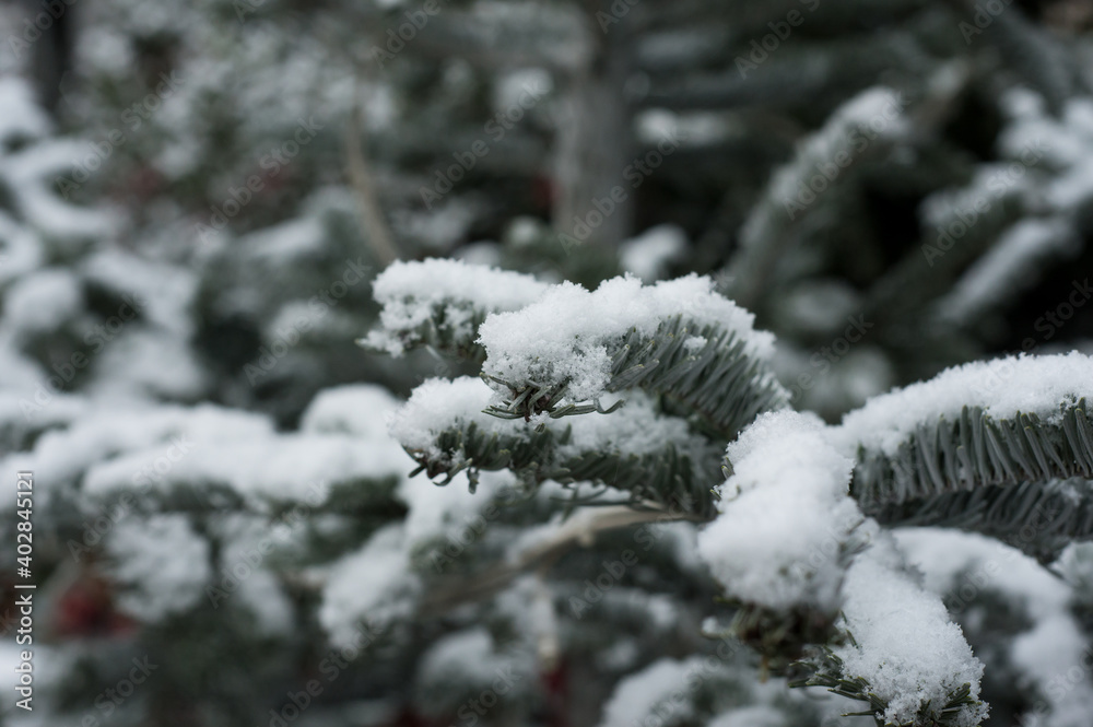 Closeup of fir branch covered by the snow Closeup of fir branch covered by the snow