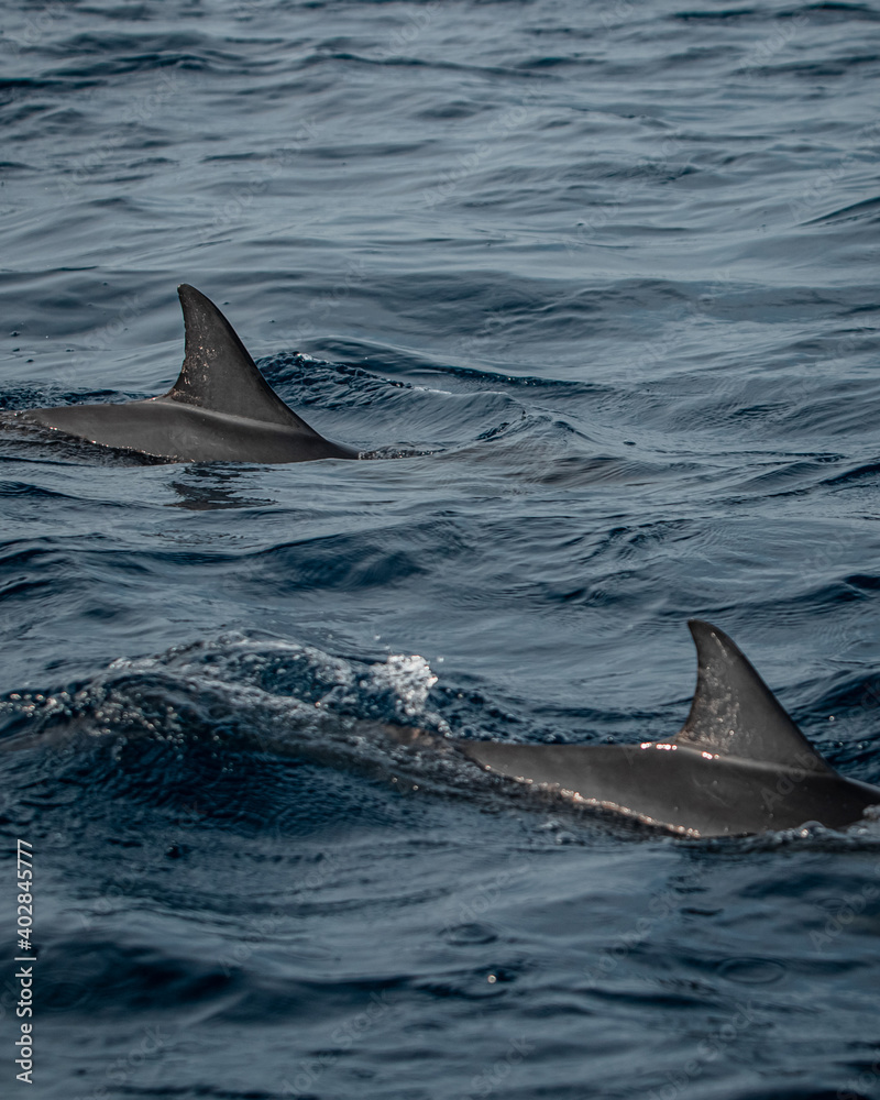 Fototapeta premium Delphino