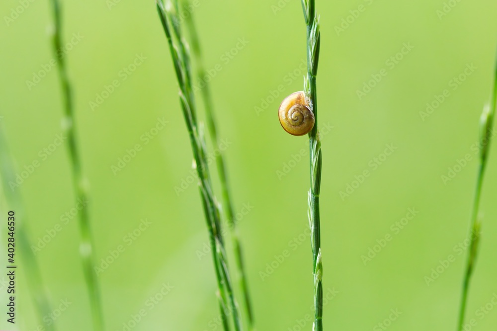 Eine kleine Schnecke an einem grünen Grashalm im Sommer vor grünem Hintergrund Eine kleine Schnecke an einem grünen Grashalm im Sommer vor grünem Hintergrund