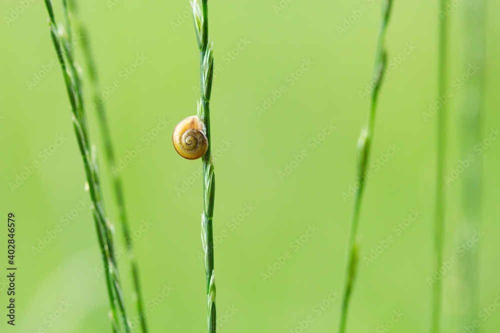 Eine kleine Schnecke an einem grünen Grashalm im Sommer vor grünem Hintergrund Eine kleine Schnecke an einem grünen Grashalm im Sommer vor grünem Hintergrund