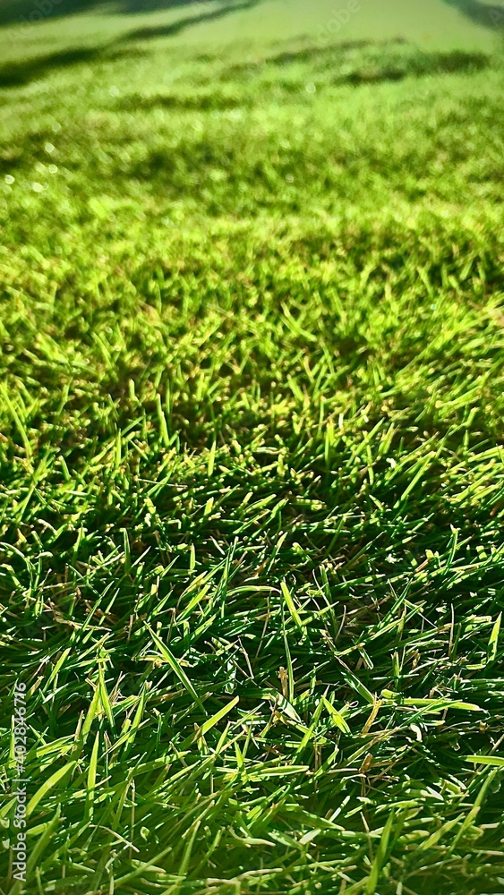Obraz premium green grass background