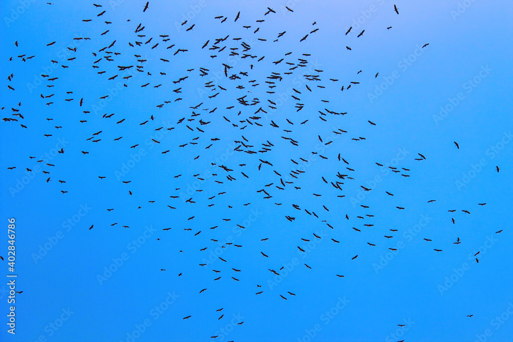a group of flying yellow billed storks in the sky - Turkey İzmit
