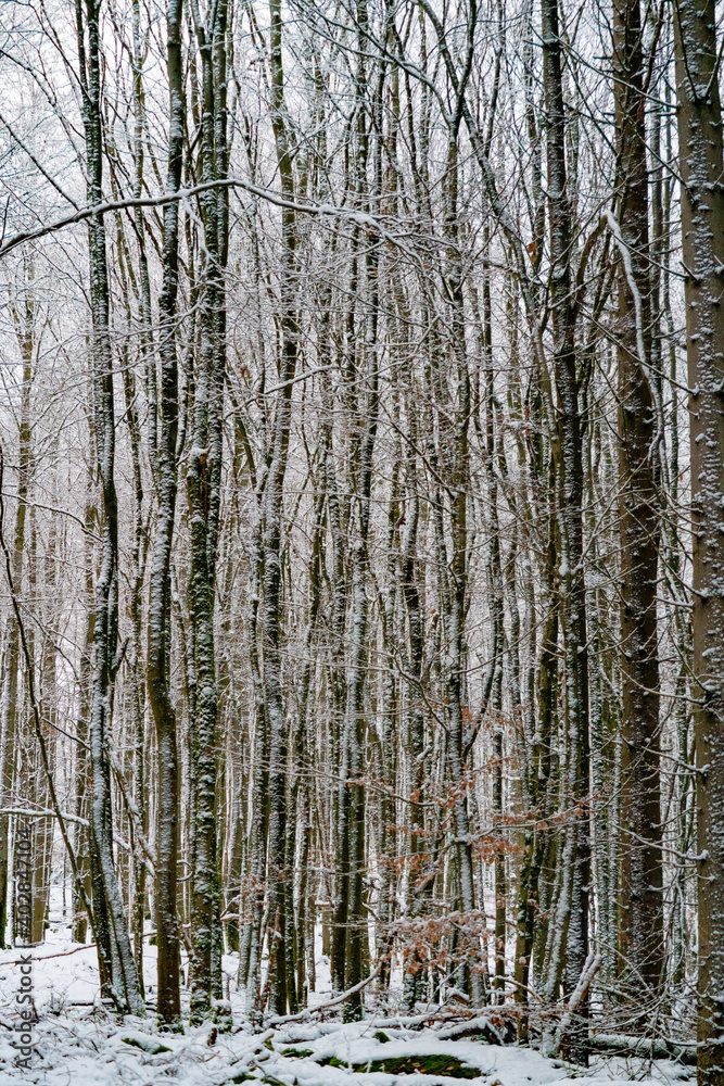 Fototapeta premium Wald Winterlandschaft