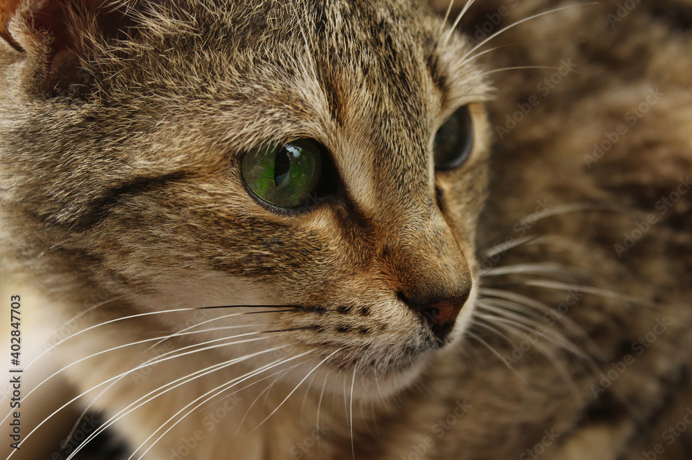 Tabby cat on outdoor garden background Tabby cat on outdoor garden background