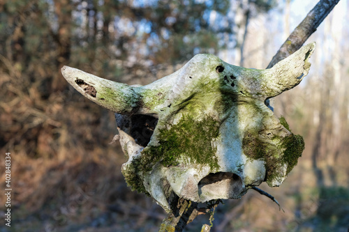 Leinwand Poster Animal horned skull