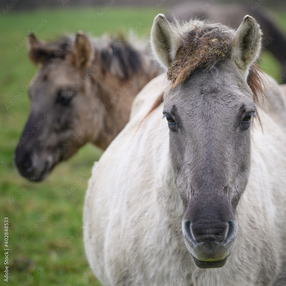 Wild Konik Horse Portrait