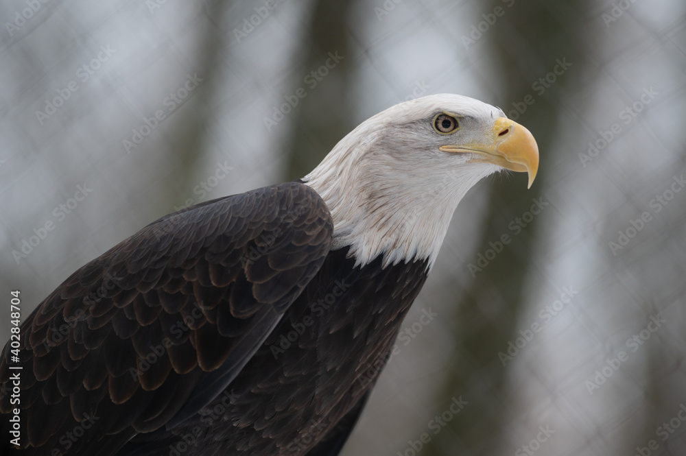 Fototapeta premium The Bald Eagle, Haliaeetus leucocephalus
