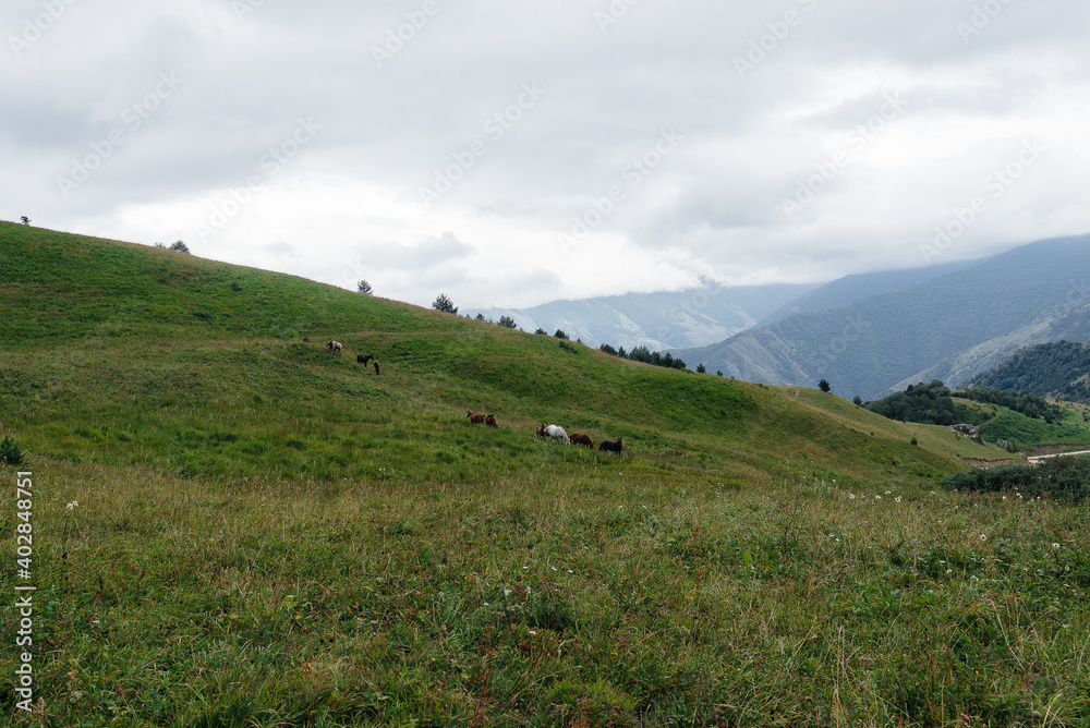 Beautiful wild horses graze on green high-altitude pastures