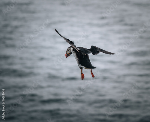 Photography Atlantic Puffin or Common Puffin, Fratercula arctica, in flight on Mykines, Faro