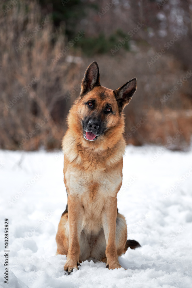 Naklejka premium Beautiful adult German Shepherd of black and red color sits in snow against background of forest and looks carefully forward with his head tilted to side. Purebred dog in snowy white snowdrifts.