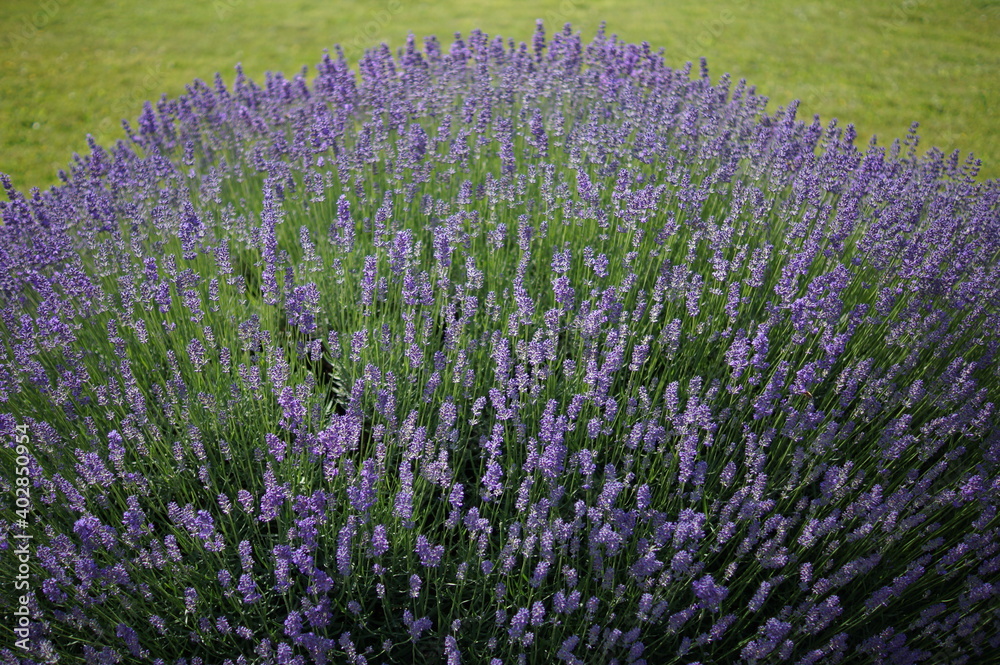 Obraz premium Lavendel.