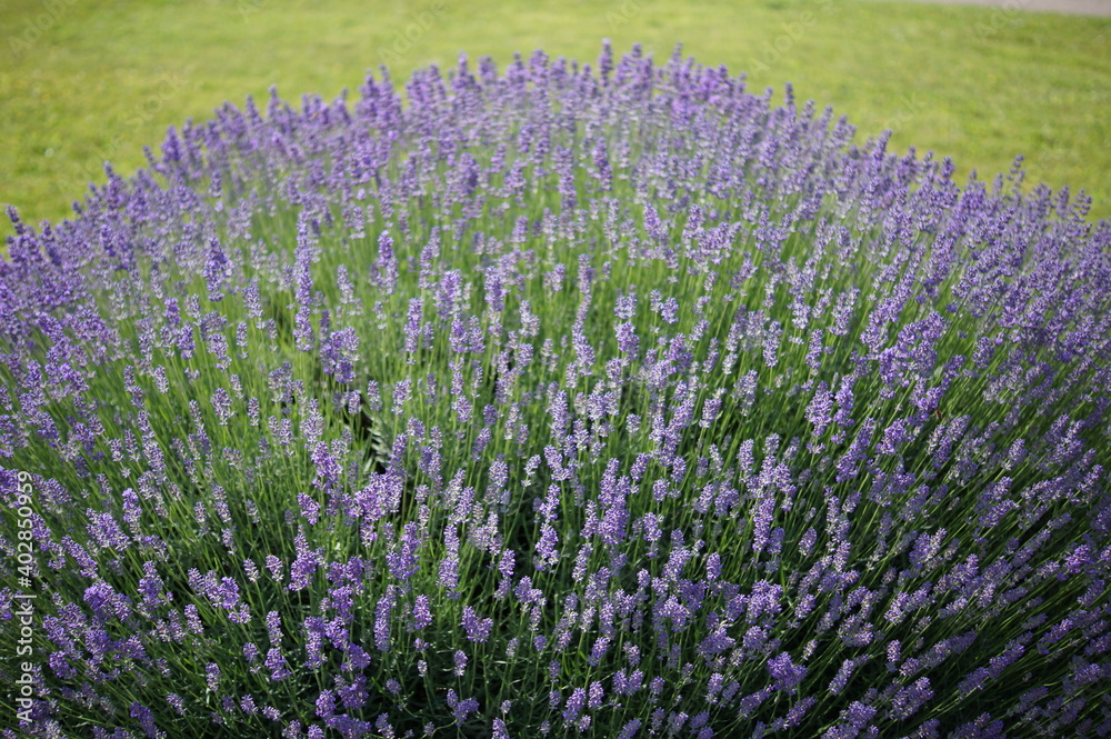 Fototapeta premium Lavendel.