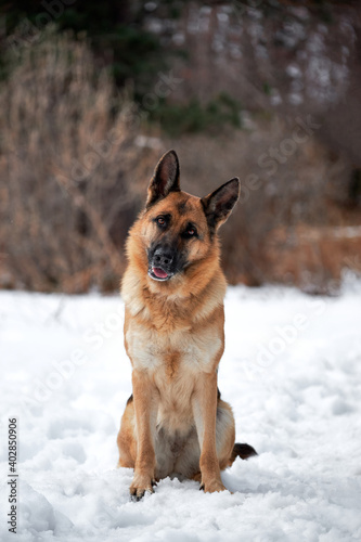 Beautiful adult German Shepherd of black and red color sits in snow against background of forest and looks carefully forward with his head tilted to side. Purebred dog in snowy white snowdrifts.