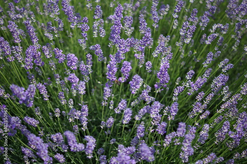 Lavendel.